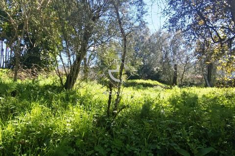 Farm i Ponte de Lima, Viana do Castelo, Ponte de Lima - € 140.000 | Ref: AV6277 - foto 20