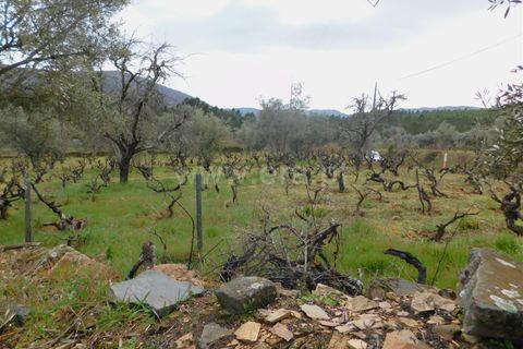 Helårsgrund i Covilha, Castelo Branco, Covilha - € 28.000 | Ref: 111250056 - foto 12