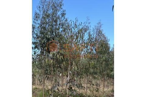 Helårsgrund i Rio Maior, Santarem, Rio Maior - € 70.000 | Ref: SAFTI:006529 - foto 2