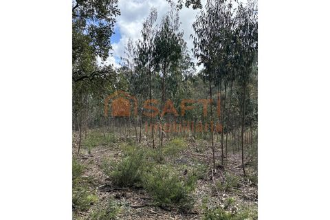 Helårsgrund i Rio Maior, Santarem, Rio Maior - € 70.000 | Ref: SAFTI:006529 - foto 3