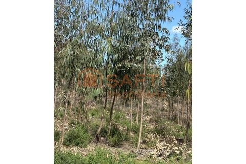 Helårsgrund i Rio Maior, Santarem, Rio Maior - € 70.000 | Ref: SAFTI:006529 - foto 6