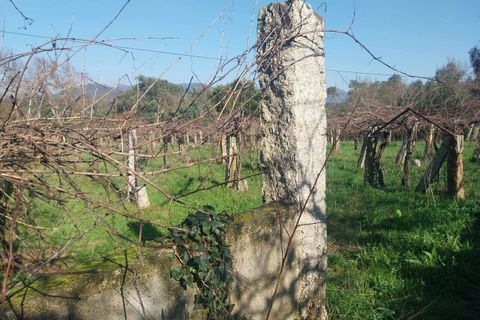 Helårsgrund i Bela, Viana do Castelo, Bela - € 95.000 | Ref: SF-SAFTI:005933 - foto 7