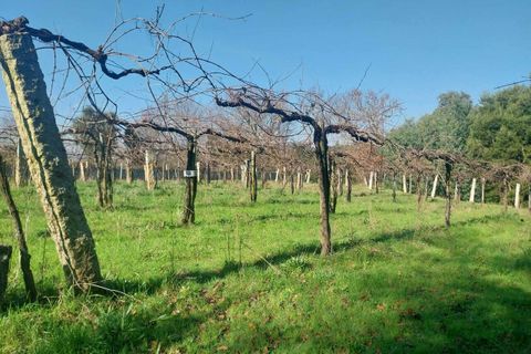 Helårsgrund i Bela, Viana do Castelo, Bela - € 95.000 | Ref: SF-SAFTI:005933 - foto 8