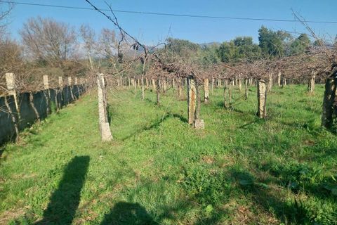 Helårsgrund i Bela, Viana do Castelo, Bela - € 95.000 | Ref: SF-SAFTI:005933 - foto 10