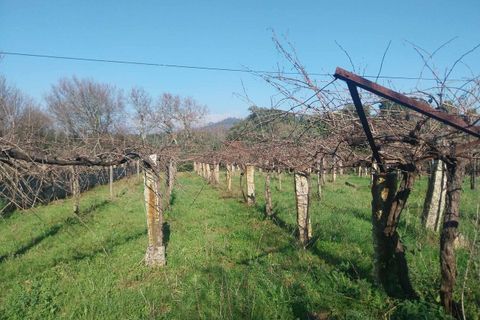 Helårsgrund i Bela, Viana do Castelo, Bela - € 95.000 | Ref: SF-SAFTI:005933 - foto 12