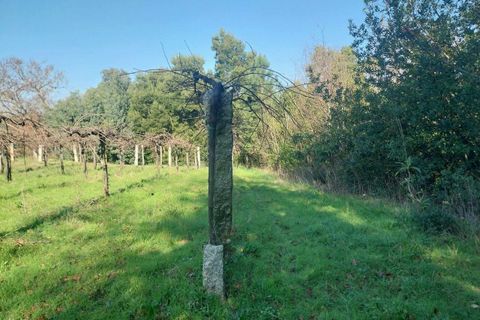 Helårsgrund i Bela, Viana do Castelo, Bela - € 95.000 | Ref: SF-SAFTI:005933 - foto 14