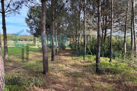 Tomt i Rogil, Faro, Rogil - € 80 000 | Ref: CP-T2506 - foto 2