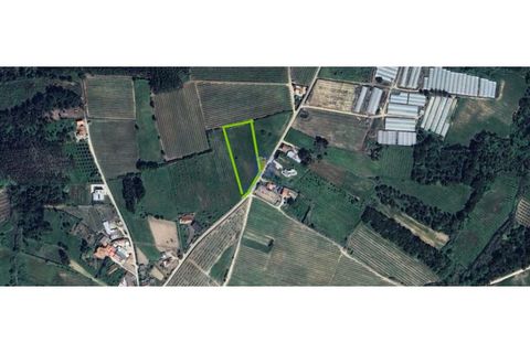 Helårsgrund i Carvalhal, Leiria, Carvalhal - € 40.000 | Ref: CAL-216762 - foto 2