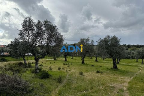 Helårsgrund i Escalos de Cima e Lousa, Castelo Branco, Escalos de Cima e Lousa - € 100.000 | Ref: 124073 - foto 10