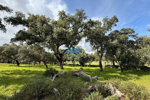 Helårsgrund i Escalos de Cima e Lousa, Castelo Branco, Escalos de Cima e Lousa - € 100.000 | Ref: 124073 - foto 20