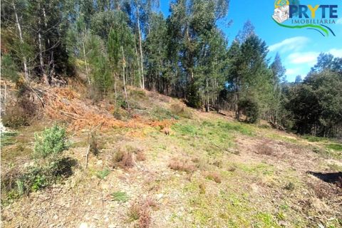 Ruinere i Serta, Castelo Branco, Serta - € 29.500 | Ref: MG156 - foto 34