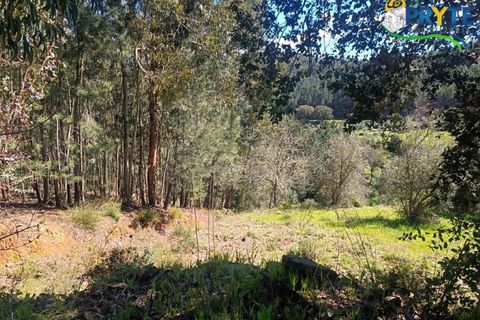 Ruinere i Serta, Castelo Branco, Serta - € 29.500 | Ref: MG156 - foto 37