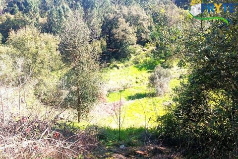 Ruinere i Serta, Castelo Branco, Serta - € 29.500 | Ref: MG156 - foto 45