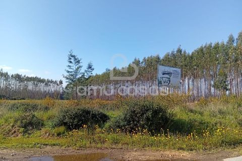 Helårsgrund i Agueda, Aveiro, Agueda - € 55.000 | Ref: PP28032025 - foto 2