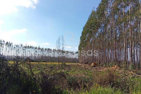 Helårsgrund i Agueda, Aveiro, Agueda - € 55.000 | Ref: PP28032025 - foto 7