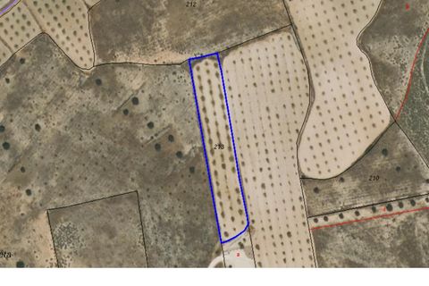 Tomt i Jumilla, Murcia, Jumilla - € 13 900 | Ref: 70028 - foto 3