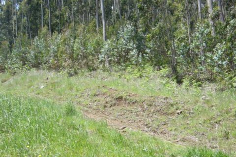 Helårsgrund i Camacha, Madeira, Camacha - € 120.000 | Ref: 1664 - foto 16