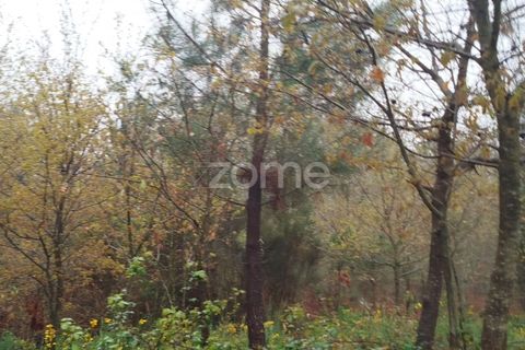 Helårsgrund i Mangualde, Viseu, Mangualde - € 15.000 | Ref: ZMPT575483 - foto 2