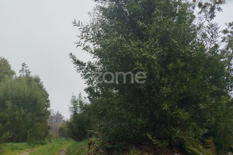Helårsgrund i Mangualde, Viseu, Mangualde - € 15.000 | Ref: ZMPT575483 - foto 19