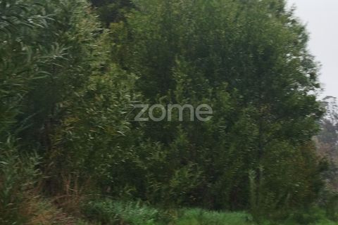 Helårsgrund i Mangualde, Viseu, Mangualde - € 15.000 | Ref: ZMPT575483 - foto 22