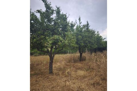 Farm i Chaves, Vila Real, Chaves - € 520.000 | Ref: MAS_103 - foto 30