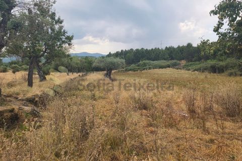 Farm i Chaves, Vila Real, Chaves - € 520.000 | Ref: MAS_103 - foto 37