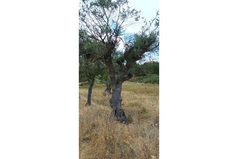 Farm i Chaves, Vila Real, Chaves - € 520.000 | Ref: MAS_103 - foto 47