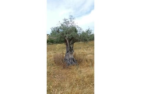 Farm i Chaves, Vila Real, Chaves - € 520.000 | Ref: MAS_103 - foto 48