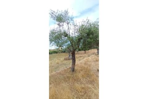 Farm i Chaves, Vila Real, Chaves - € 520.000 | Ref: MAS_103 - foto 49