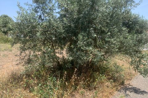 Helårsgrund i Rio Maior, Santarem, Rio Maior - € 35.000 | Ref: SF-SAFTI:003581 - foto 5