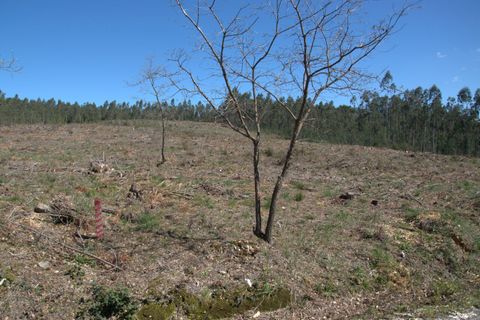 Helårsgrund i Pombal, Leiria, Pombal - € 45.000 | Ref: SF-SAFTI:006498 - foto 9