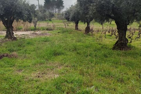 Helårsgrund i Ourem, Santarem, Ourem - € 32.000 | Ref: SF-SAFTI:005376 - foto 7