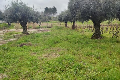 Helårsgrund i Ourem, Santarem, Ourem - € 32.000 | Ref: SF-SAFTI:005376 - foto 4
