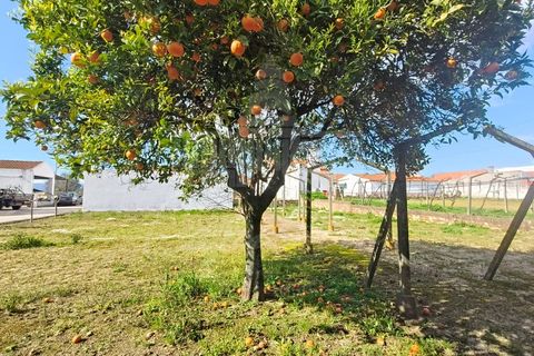Farm i Riachos, Santarem, Riachos - € 435.000 | Ref: MAS_160 - foto 4