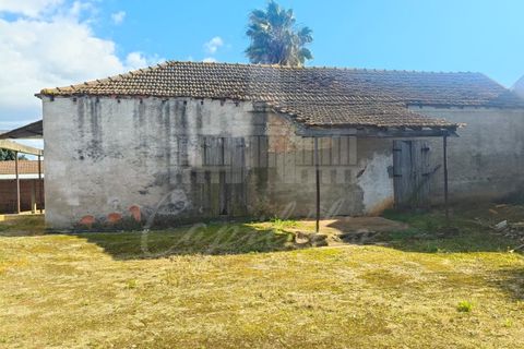 Farm i Riachos, Santarem, Riachos - € 435.000 | Ref: MAS_160 - foto 13