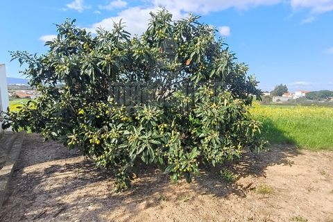 Farm i Riachos, Santarem, Riachos - € 435.000 | Ref: MAS_160 - foto 21