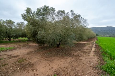 Finca i Ulldecona, Tarragona, Ulldecona - € 80.000 | Ref: 203 - foto 3