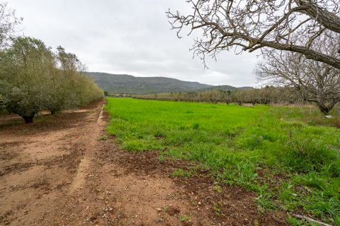 Finca i Ulldecona, Tarragona, Ulldecona - € 80.000 | Ref: 203 - foto 4