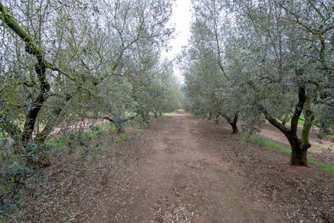 Finca i Ulldecona, Tarragona, Ulldecona - € 80.000 | Ref: 203 - foto 11