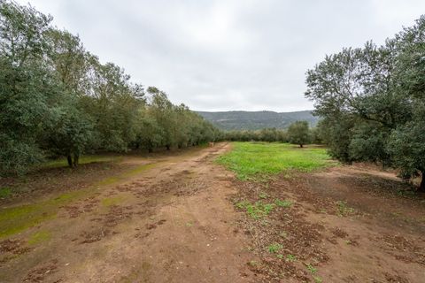 Finca i Ulldecona, Tarragona, Ulldecona - € 80.000 | Ref: 203 - foto 8