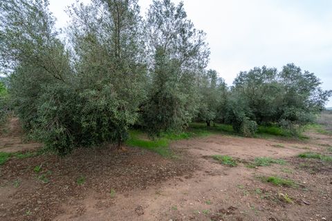 Finca i Ulldecona, Tarragona, Ulldecona - € 80.000 | Ref: 203 - foto 9