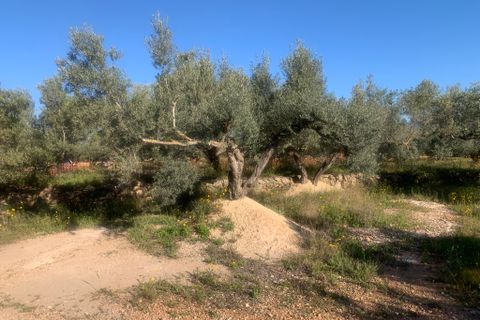 Landejendom i Camarles, Tarragona, Camarles - € 145.000 | Ref: Cam48lig - foto 23