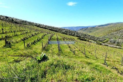 Terra a Vila Flor, Braganca, Vila Flor - € 300.000 | Ref: 9765_Q - foto 2