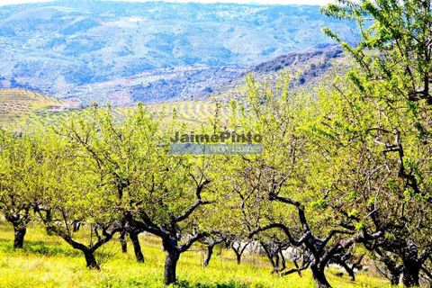 Terra a Vila Flor, Braganca, Vila Flor - € 300.000 | Ref: 9765_Q - foto 3