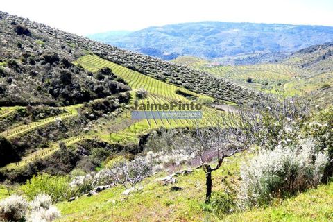 Terra a Vila Flor, Braganca, Vila Flor - € 300.000 | Ref: 9765_Q - foto 4