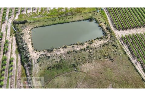Terra a Ladoeiro, Castelo Branco, Ladoeiro - € 125.000 | Ref: TER_183RS020425 - foto 10