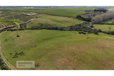 Terra a Ladoeiro, Castelo Branco, Ladoeiro - € 125.000 | Ref: TER_183RS020425 - foto 14