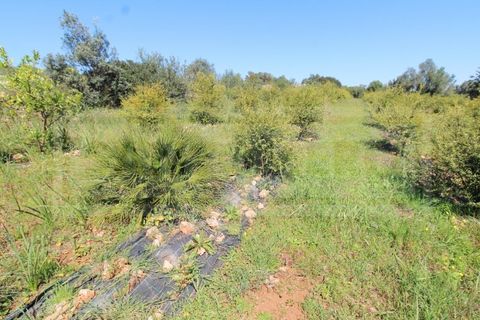 Træhytte i Algoz, Faro, Algoz - € 330.000 | Ref: STC2605 - foto 20
