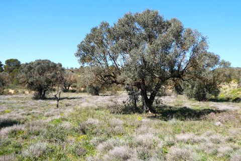 Finca i Fabara, Zaragoza, Fabara - € 9.500 | Ref: 1053 - foto 15