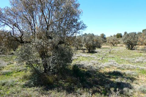 Finca i Fabara, Zaragoza, Fabara - € 9.500 | Ref: 1053 - foto 7